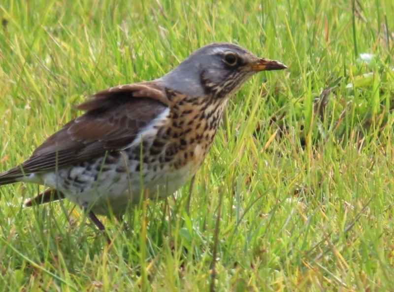 Fieldfare